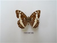 藏品(蛇目蝶科)的圖片